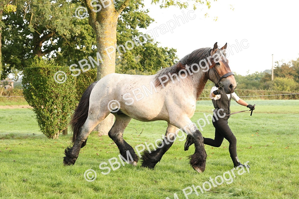 SBM_54410 - S51 - Foreign Breeds In Hand