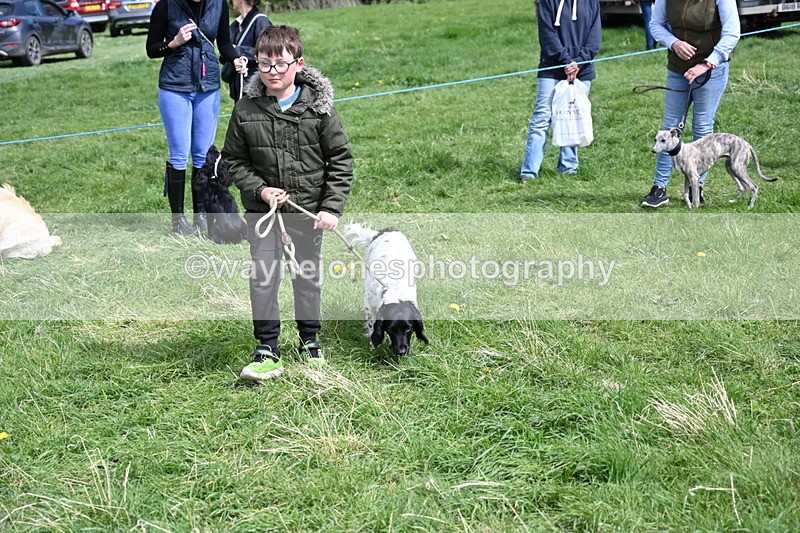 WJ6_9066 - Class 8 Best Working / Gun Dog or Bitch