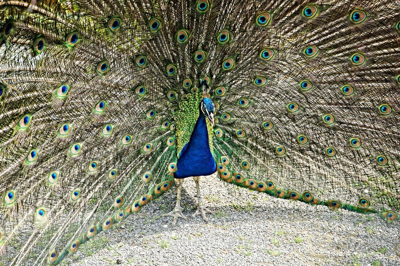 DSC08640 - Fauna