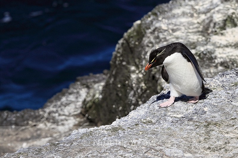 Rockhopper Penguin walking along ledge, Bleaker Island, Falklands - Rockhopper Penguin