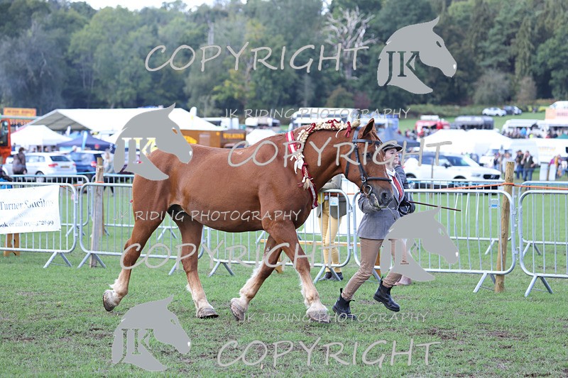 APP_3442 - Class 6 Young Handlers