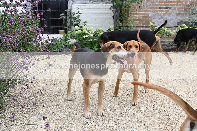 WJ6_3593 - Berks & Bucks - The Old farmhouse - Hound Exercise 20-08-25