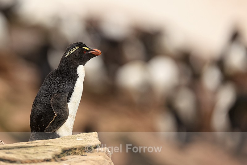 Southern Rockhopper Penguin overlooks colony, Saunders Island - Rockhopper Penguin