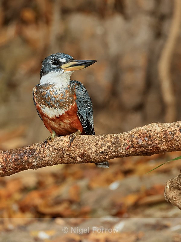 Ringed Kingfisher (female), early morning, Corixo Negro, Brazil - Ringed Kingfisher