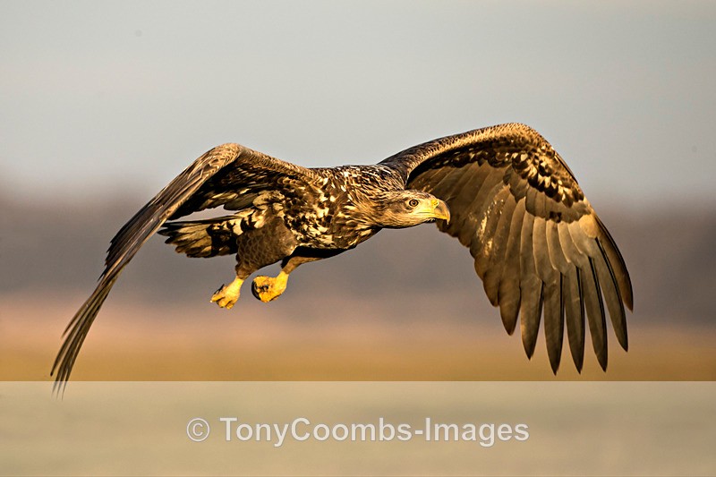 White-tailed Eagle - Eagle Hides