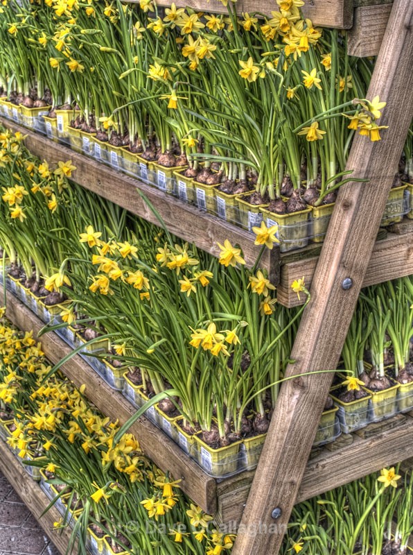 Daffodils In A Row