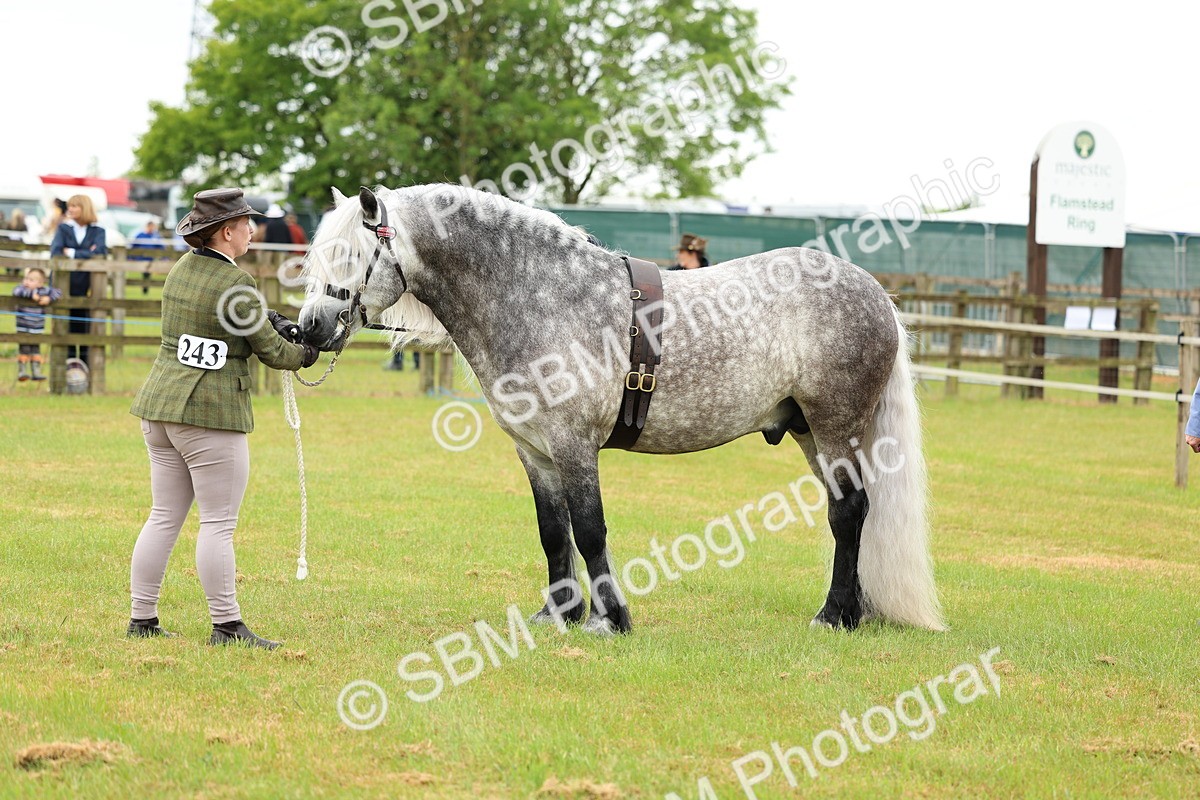 SBM_00542 - Class 58-67 - M&M Non Welsh Pony In hand