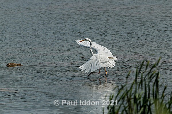 egret03 - Nature - Birds and Wildlife