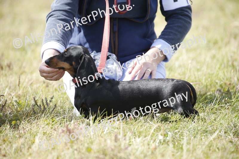 20250831-3791 - Dog Show