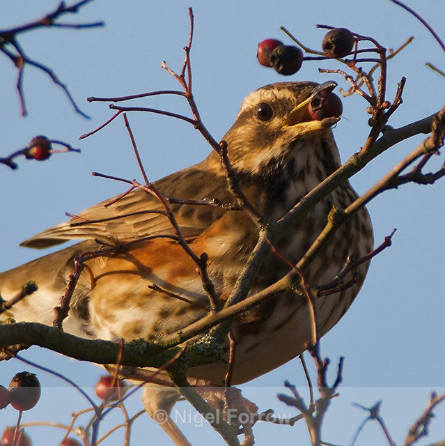 Redwing - Redwing