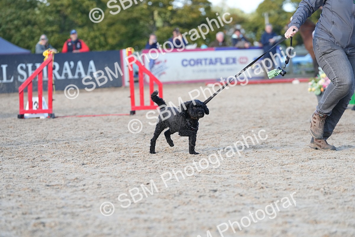SBM_29012 - J43 - Horse & Hound Open 50cm