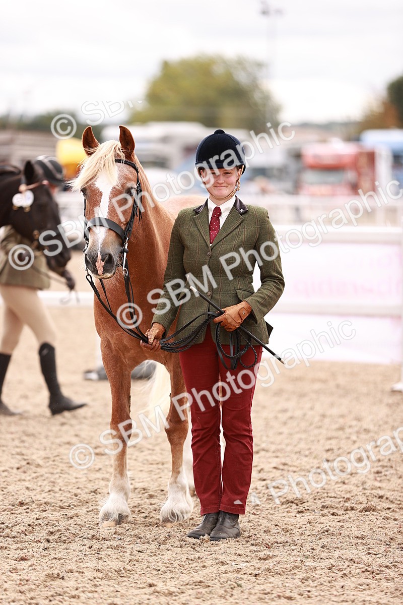 SBM_16110 - Class 411 - Prettiest Mare - (IH or Ridden Adult)