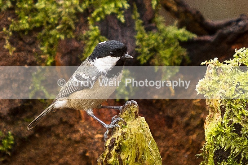20120218-_MG_8738 - Coat Tit