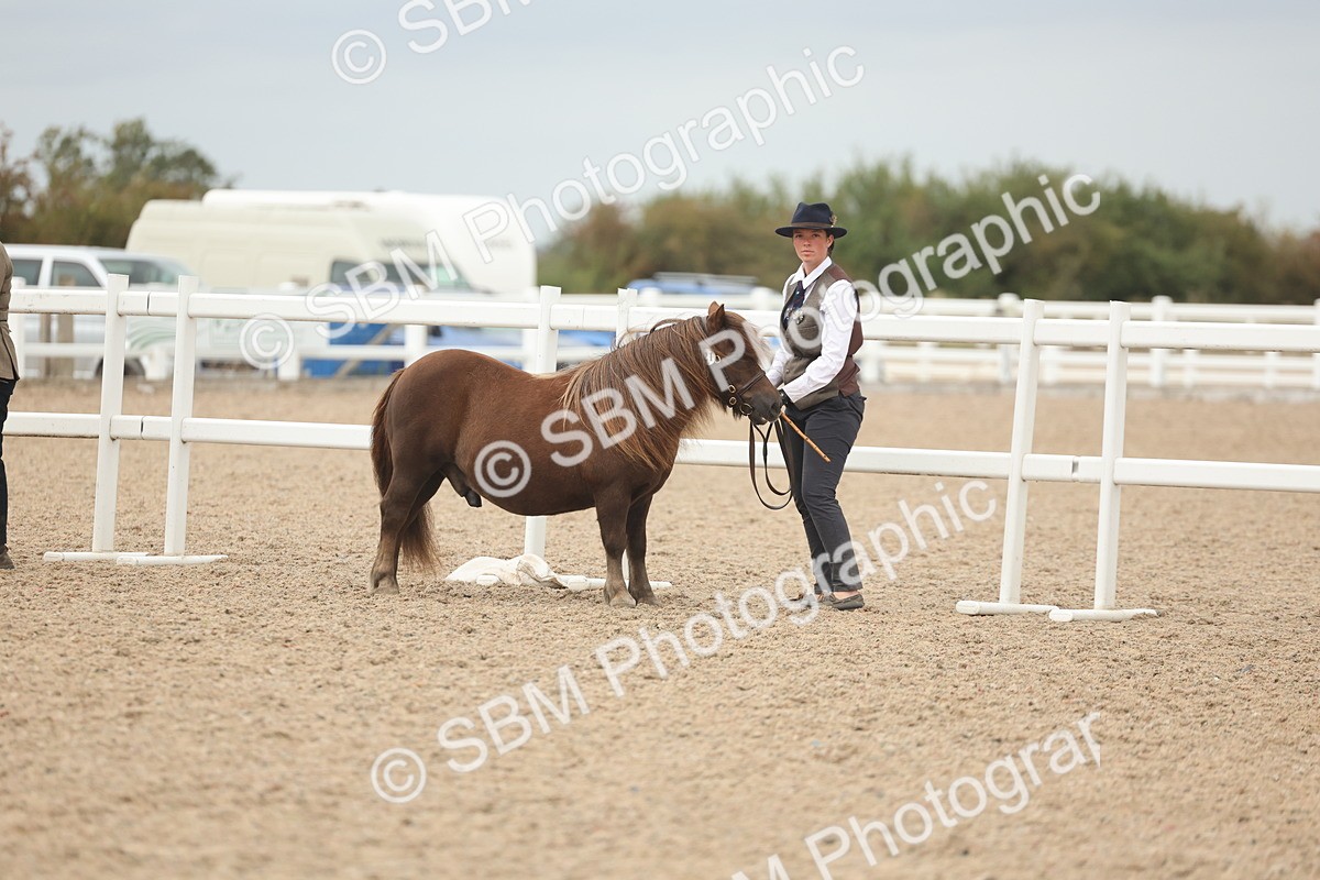 SBM_19226 - Class 317 - IH Pure Bred Horse-Pony