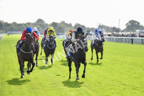 141023-Race 1-Purosangue-0532 - Race 1 1.15pm Coral Rockingham Stakes