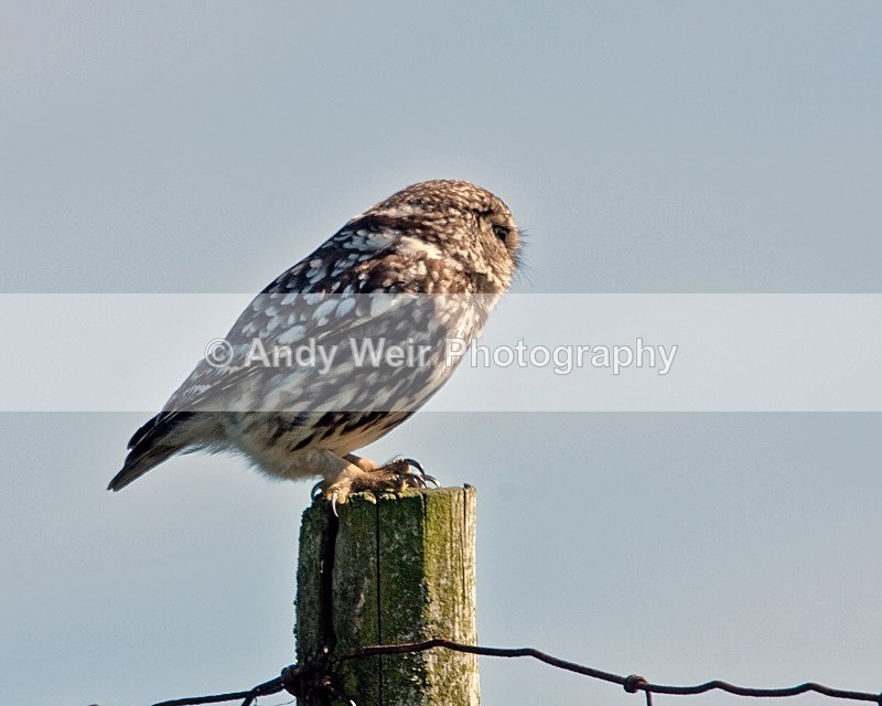 20080713- 020 - Little Owl