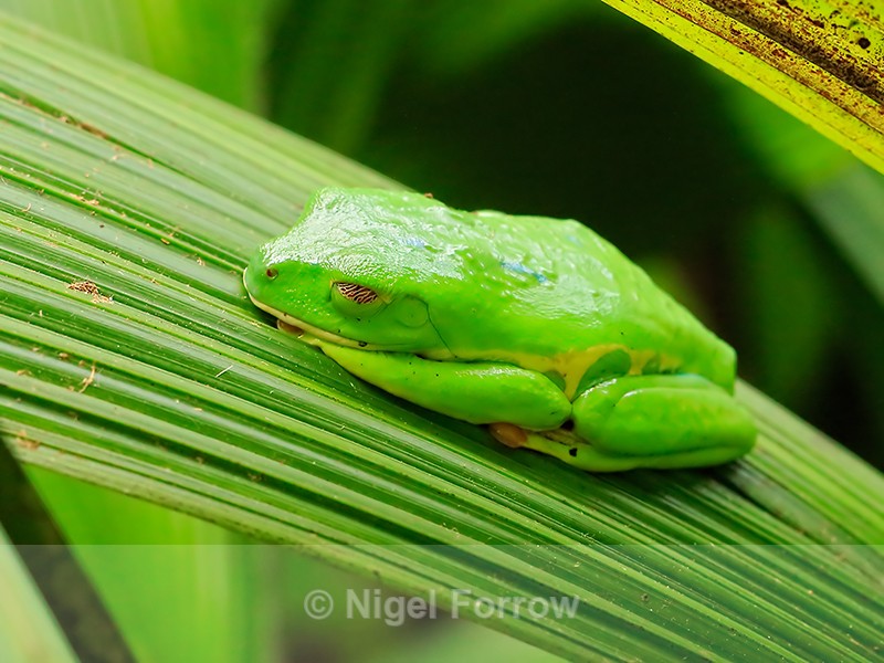 Red-eyed Tree Frog in camouflage mode, La Paz Gardens, Costa Rica - REPTILES & AMPHIBIANS
