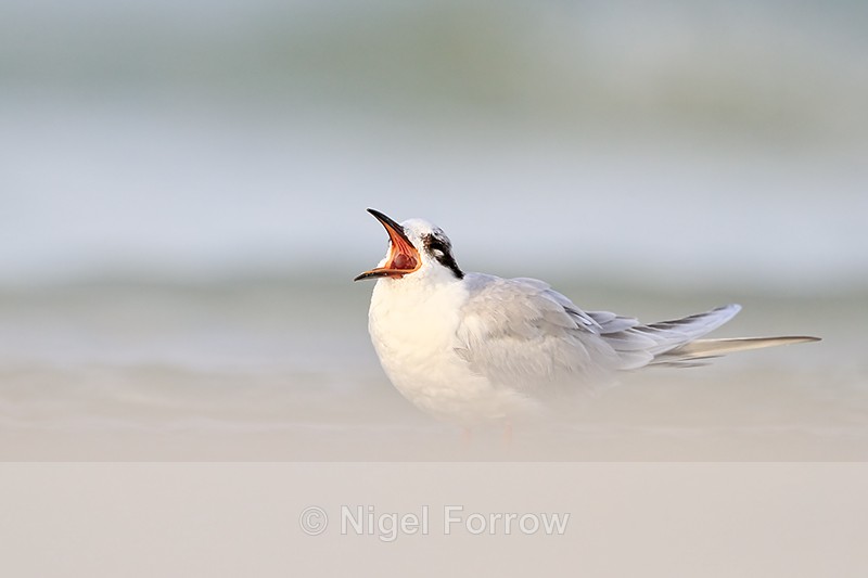 Forster's Tern yawning, Fort De Soto, Florida - Forster's Tern