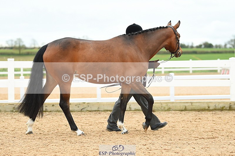 230416A-140116-04718 - Cls 46+43 In Hand Warmbloods and Foreign