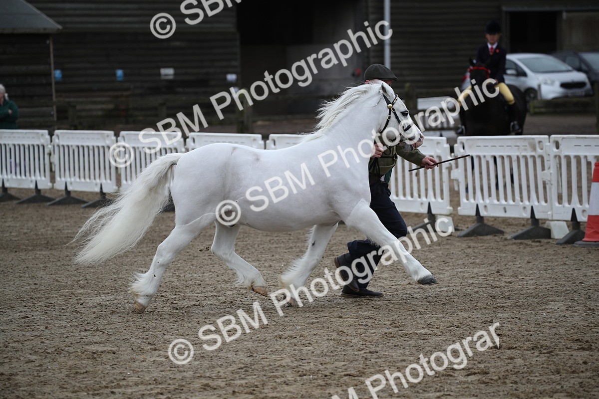 SBM_004085 - Class 1-4 - Young Stock classes Inc. In Hand Championship