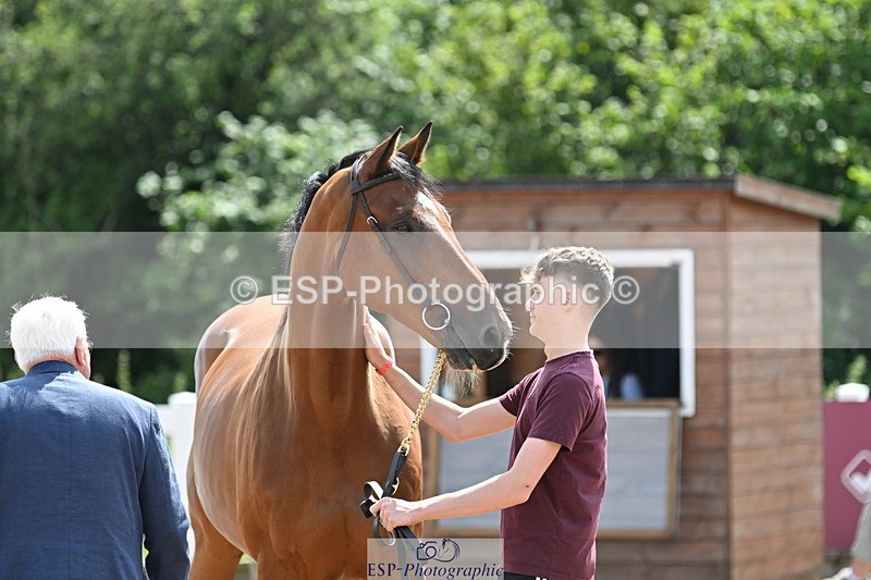 240717A-150235-02472 - Trot Up 3pm to 4pm