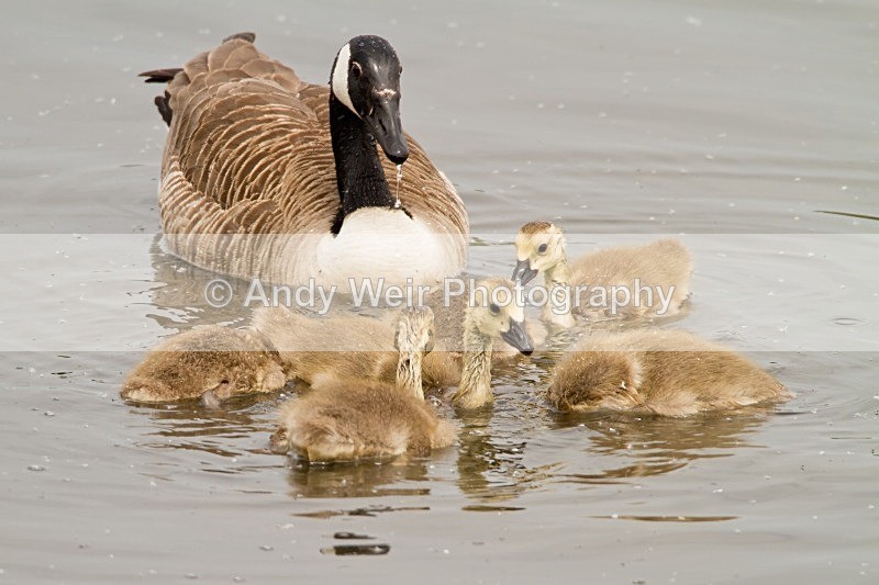 20120520-_MG_8842 - Geese
