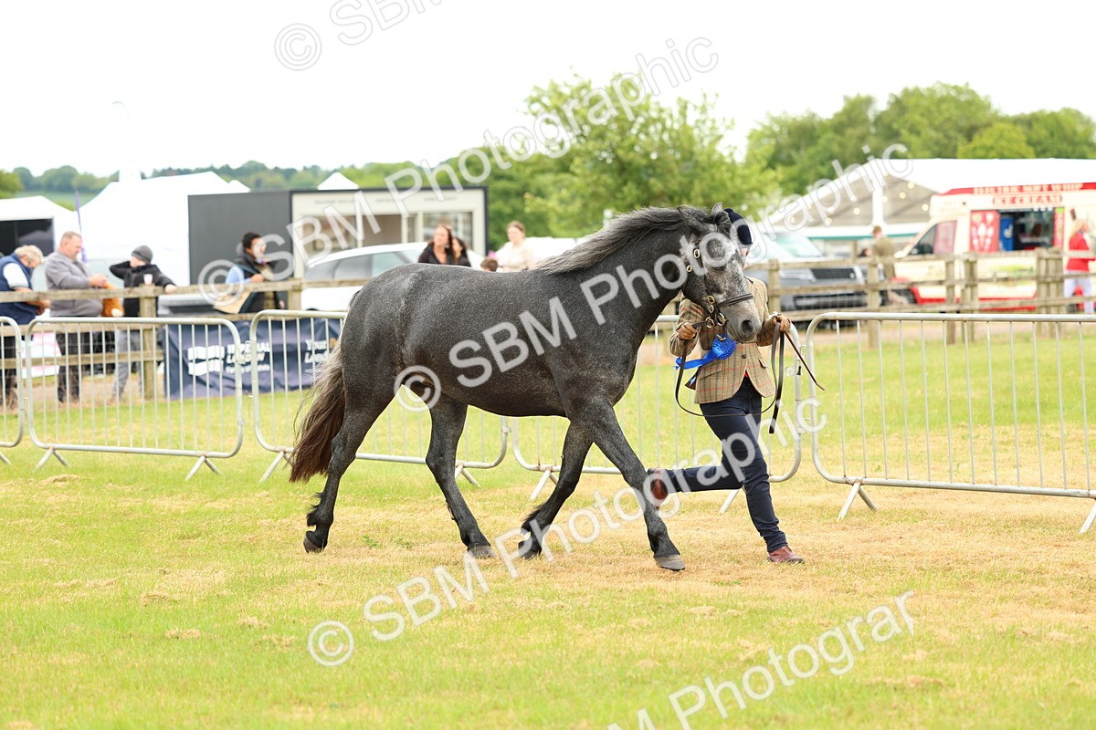 SBM_04275 - Class 64-67 - Shetland Pony In Hand