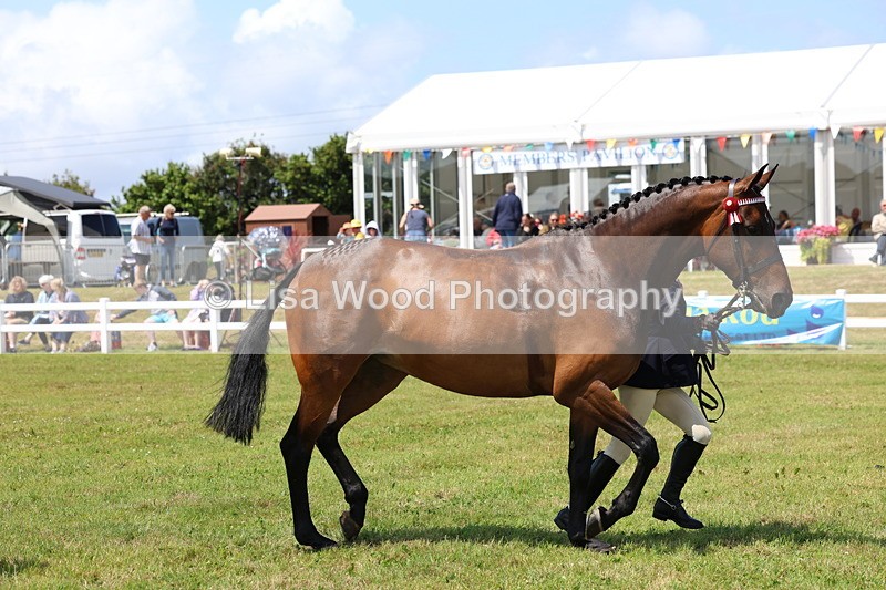 3E7A1162 - Class 8: Open Riding Horse/Hack