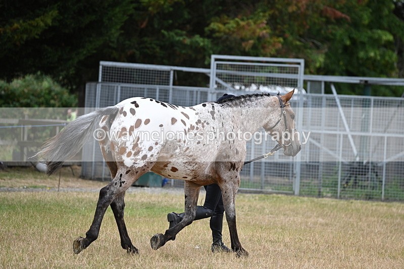 WJ6_8516 - Class 10 Coloured in Hand