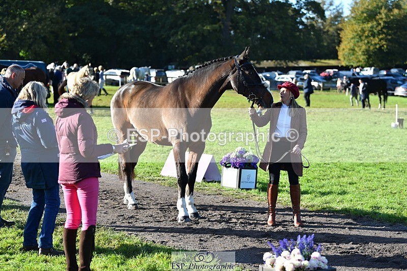 231022-102842-22507 - 500-HARLYN.CONNOR-Kerryann.Dunstan-TrotUp+SJ