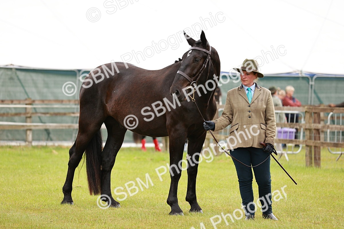 SBM_00790 - Class 26-30 Sport Horse In Hand