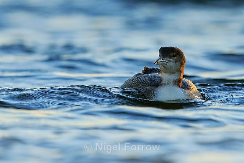 Great Northern Diver, late afternoon, Farmoor Reservoir - Great Northern Diver