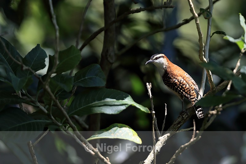 Rufous-backed Wren, Heredia, Costa Rica - Rufous-backed Wren