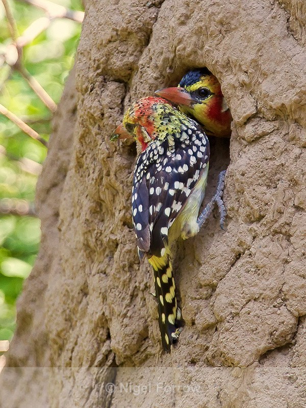 Red-and-yellow Barbet at nest hole entrance in a termite mound - Red-and-yellow Barbet