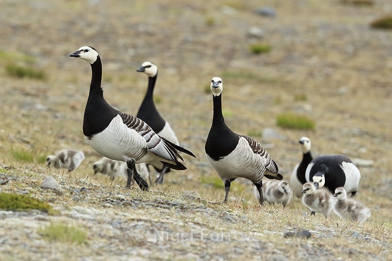 Group of Barnacle Geese, Jokulsarlon, Iceland - Barnacle Goose