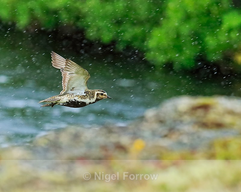 Golden Plover in flight, Iceland - Golden Plover
