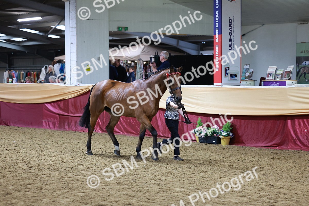 SBM_20393 - Class F - IH Small (148cm & Under)Champ