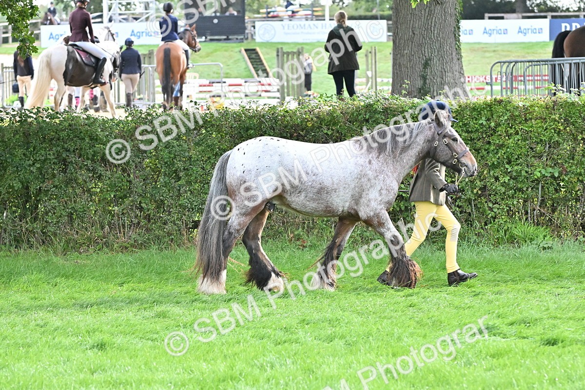SBM_56906 - S45 - Coloured Pony In Hand
