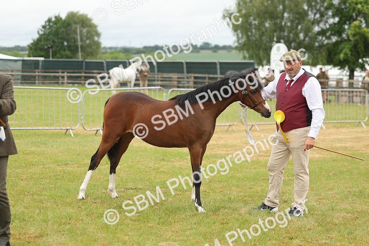 SBM_02198 - Class 50-57 - M&M Welsh Pony In Hand