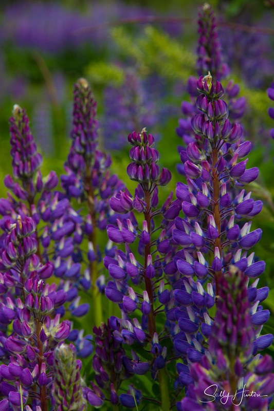 Wild Lupines