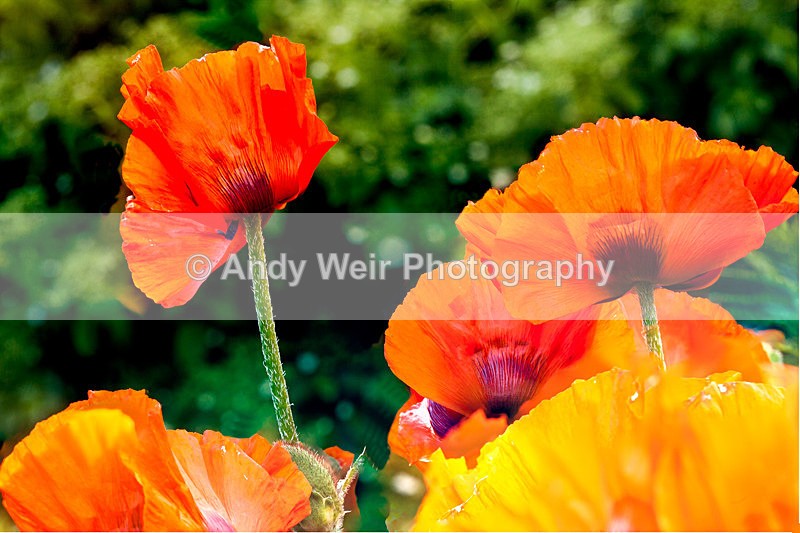 20130621-_MG_4362-2008-2031 - Plants & Flowers