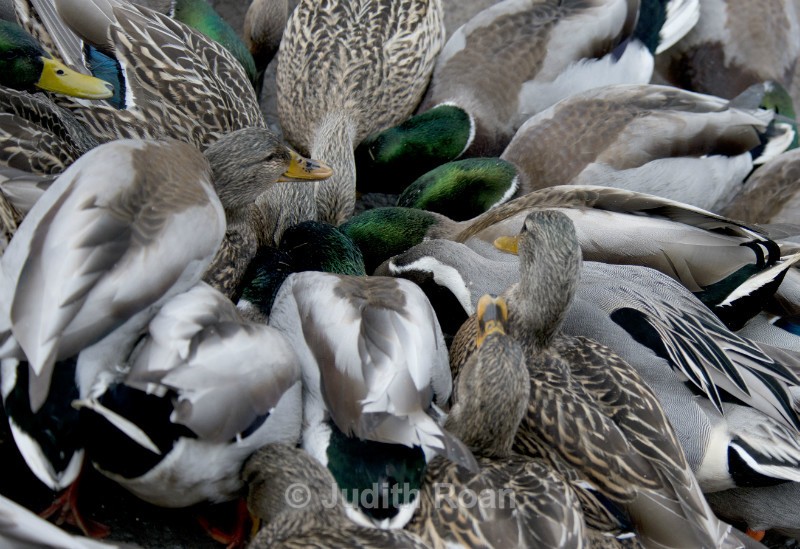 Duck Feeding Frenzy - Reifel Refuge