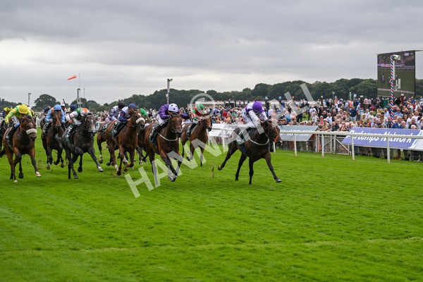 220824-Race 2-Diligently-6824 - Race 2 2.25pm Harry's Half Million By Goffs Premier Yearling Stakes