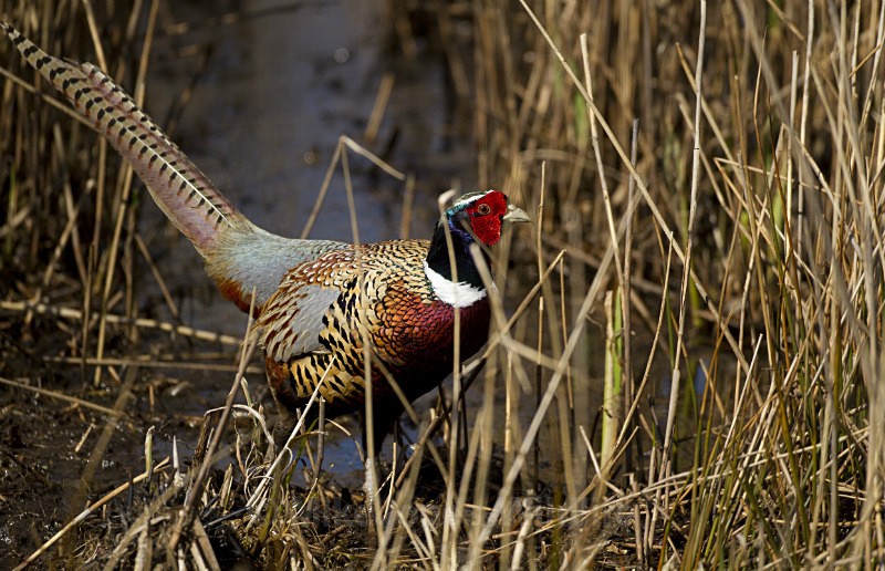 Pheasant - THE PHEASANT