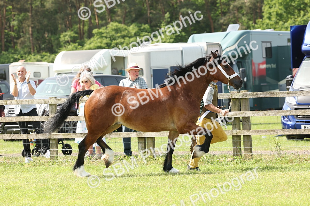 SBM_02363 - Class 6-13 - Mountatin and Moorland In Hand Welsh Breeds