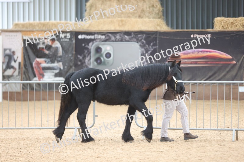 20251109-0829 - Class 25 - Yearling, Colt, Filly or Gelding