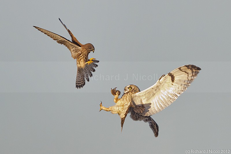 Kestrel (Falco tinnunculus) mobbing Short-eared Owl (Asio flamme - Short-eared Owl (Asio flammeus)