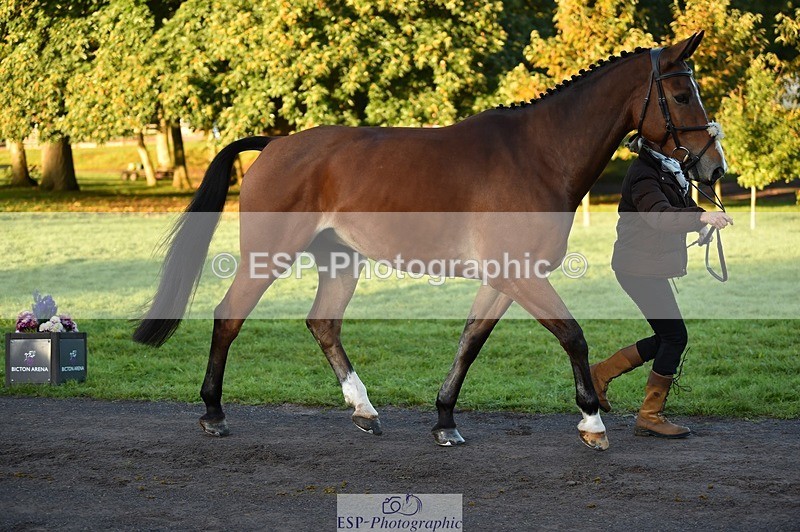 231022-084400-21320 - 637-JOIE.DE.TOURLIDA-Bronia.Hill-TrotUp+SJ