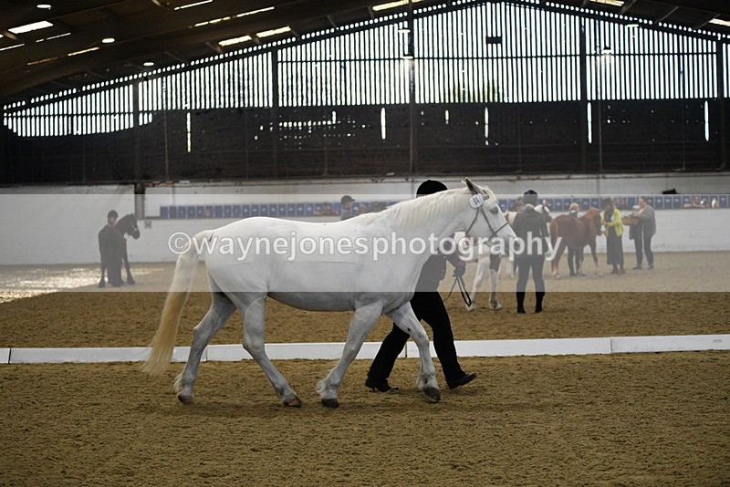 WJ5_3710 - Class 5 In Hand Veterans