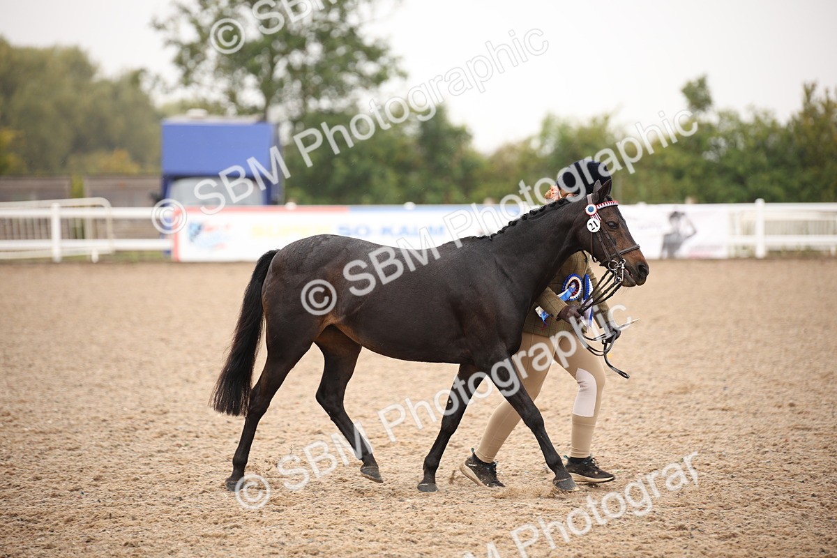 SBM_20152 - Class 702 - IH  Show Horse Pony